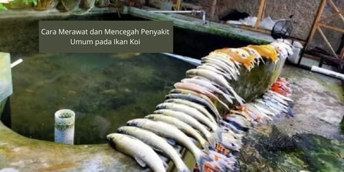 Cara Merawat dan Mencegah Penyakit Umum pada Ikan Koi