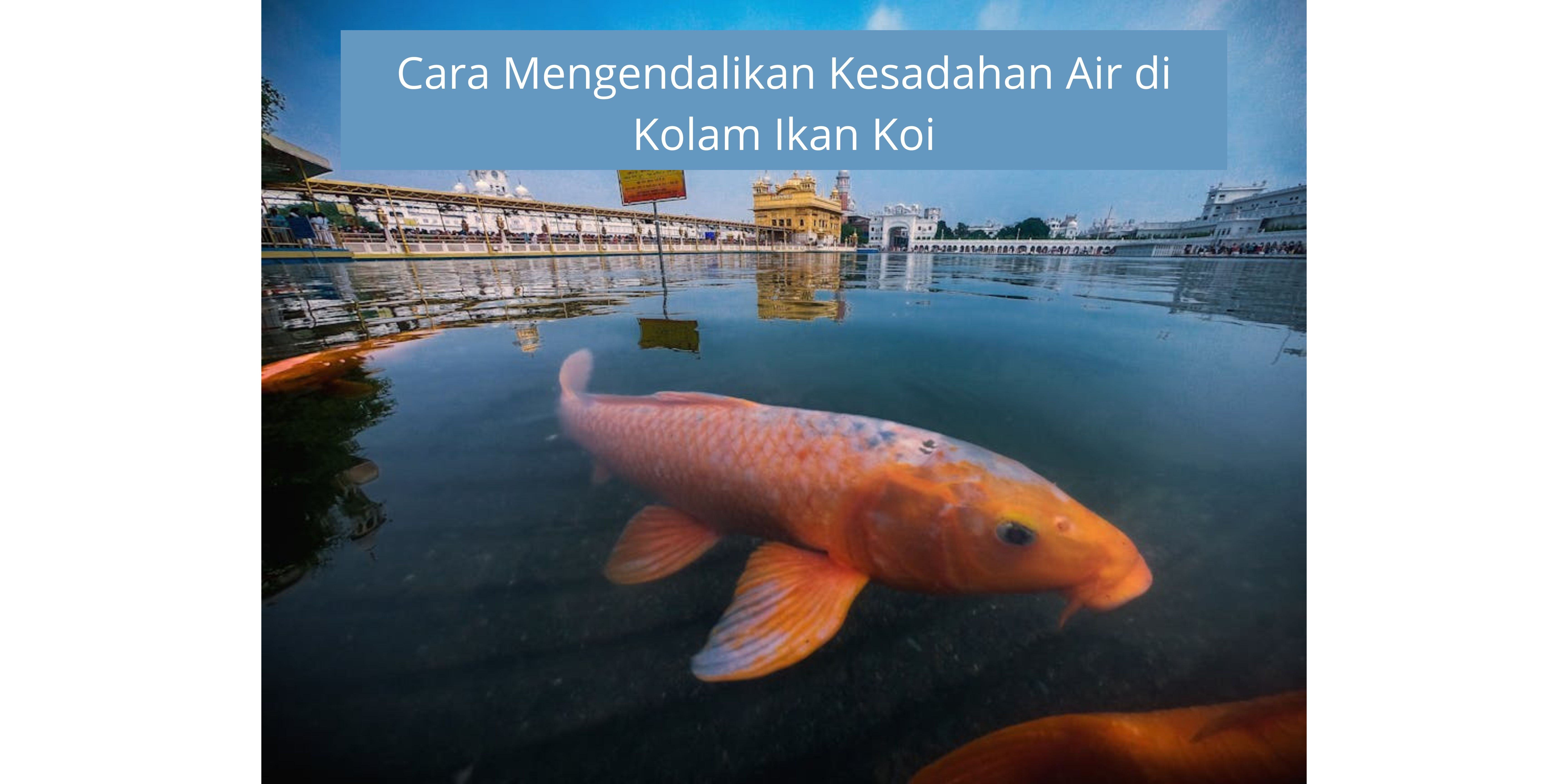 Cara Mengendalikan Kesadahan Air di Kolam Ikan Koi