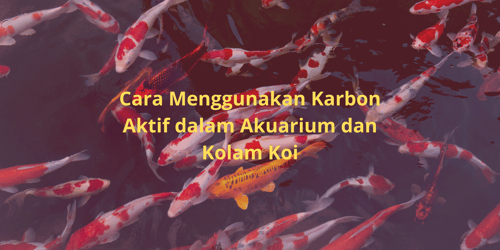 Cara Menggunakan Karbon Aktif dalam Akuarium dan Kolam Koi