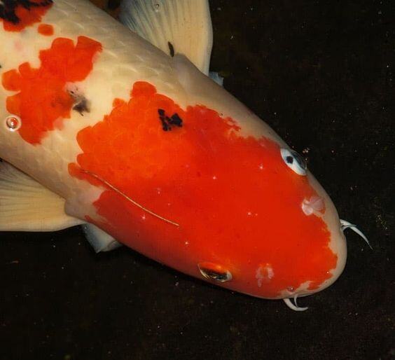 GAMBAR-ANDALAN-KOI-WHITE-SPOT