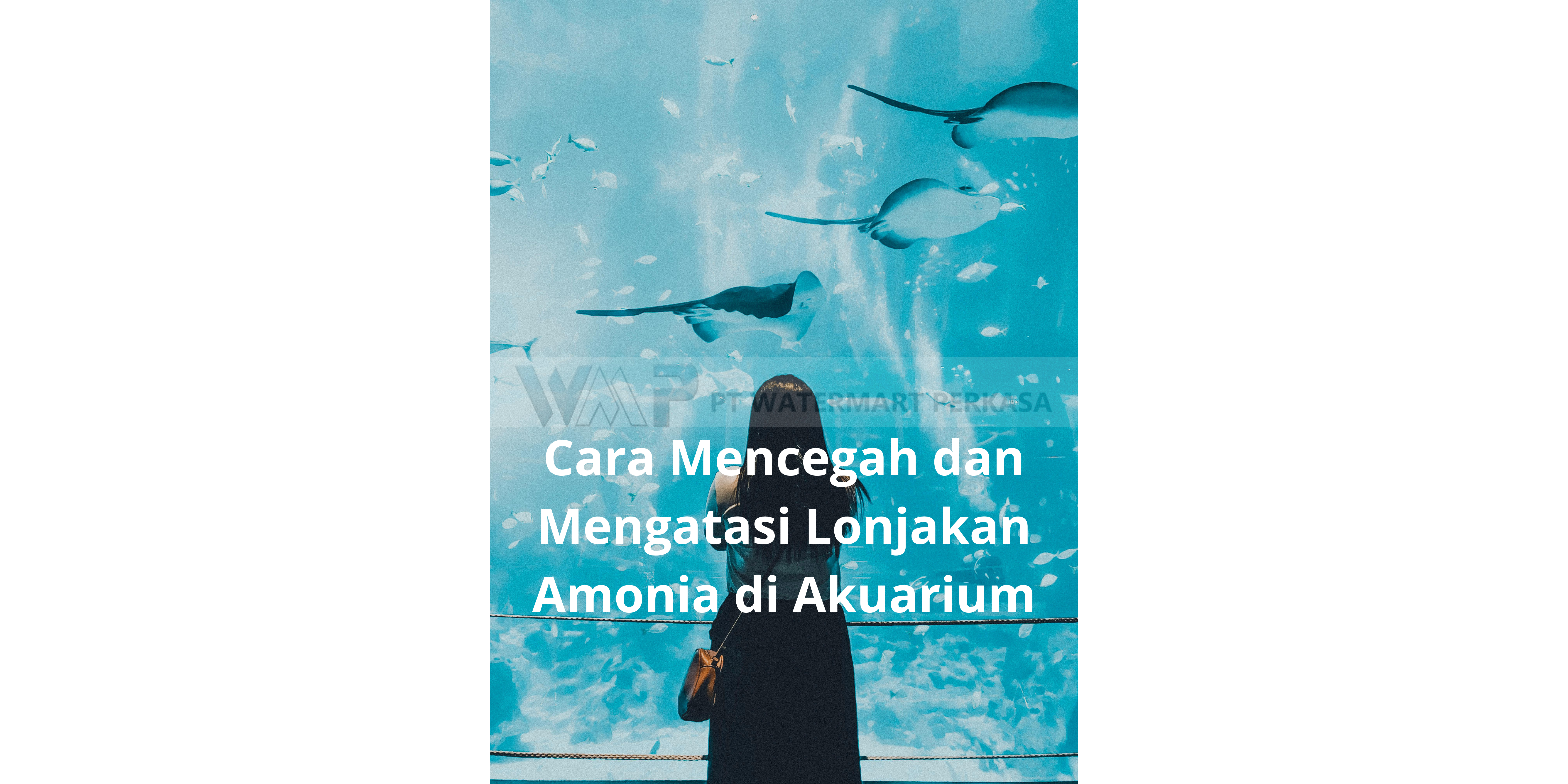 Mencegah dan Mengatasi Lonjakan Amonia di Akuarium