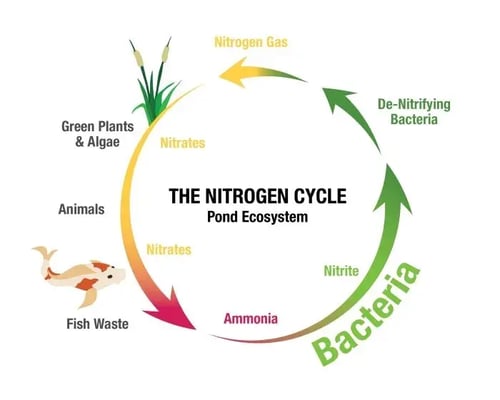 Nitrogen-Cycle-diagram-700