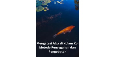 Mengatasi Alga di Kolam Koi Metode Pencegahan dan Pengobatan