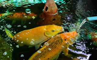 koi pond oxygen