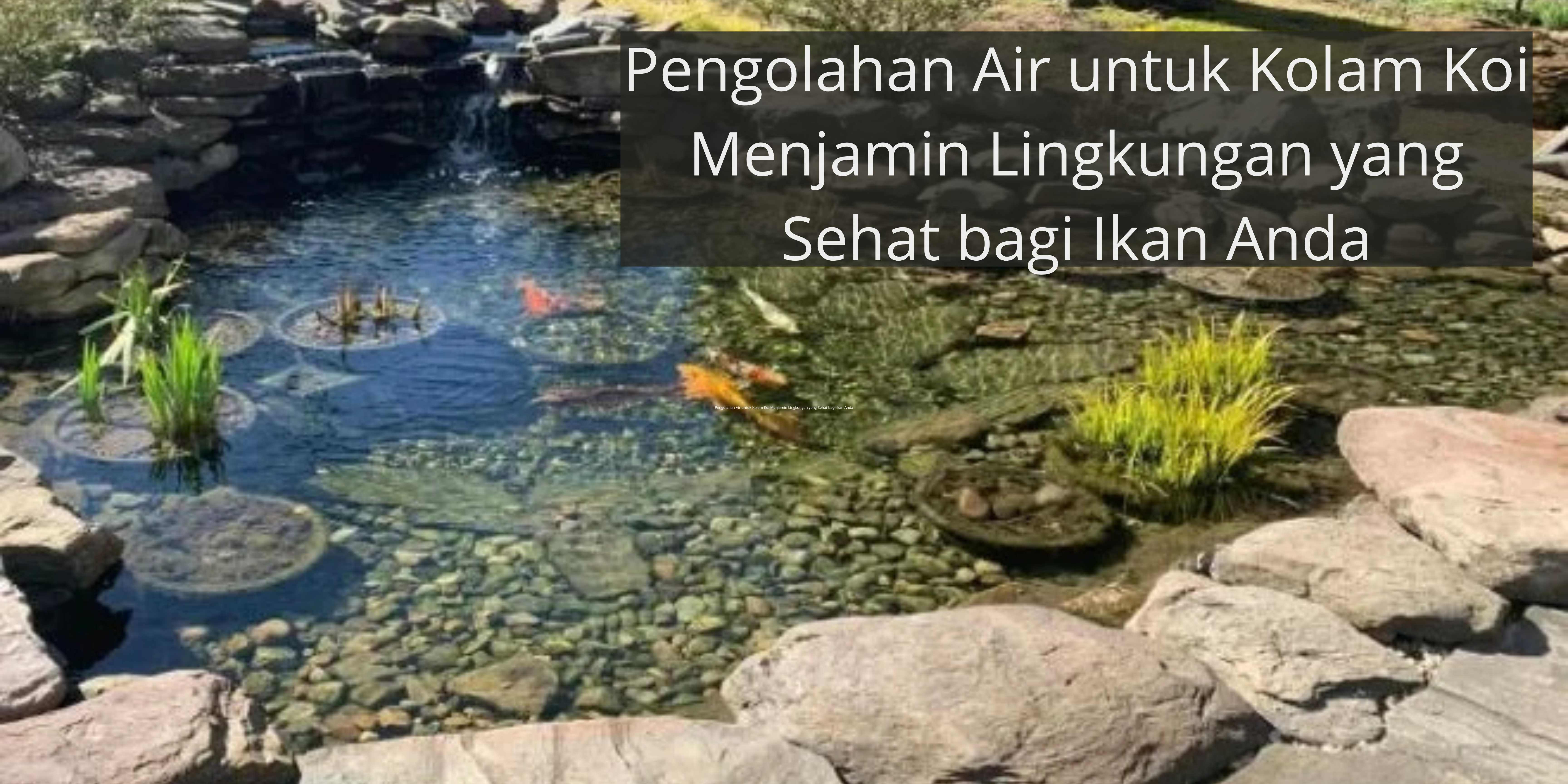 mengelola air kolam ikan koi