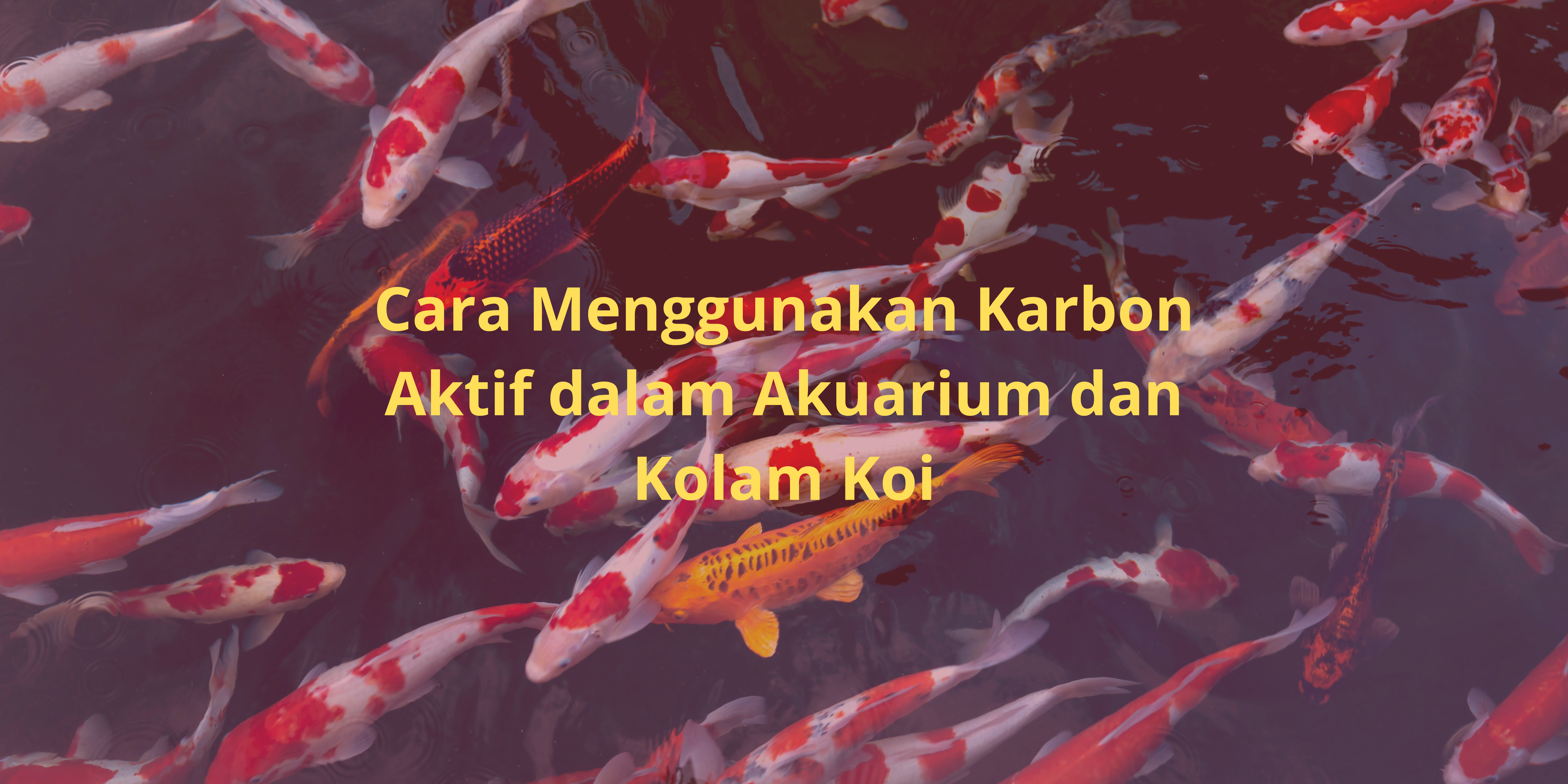 karbon aktif dalam kolam ikan