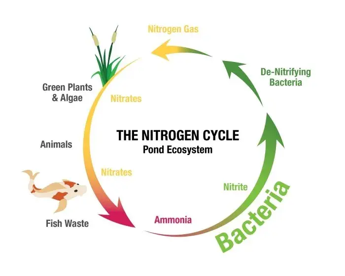 siklus nitrogen pada kolam ikan