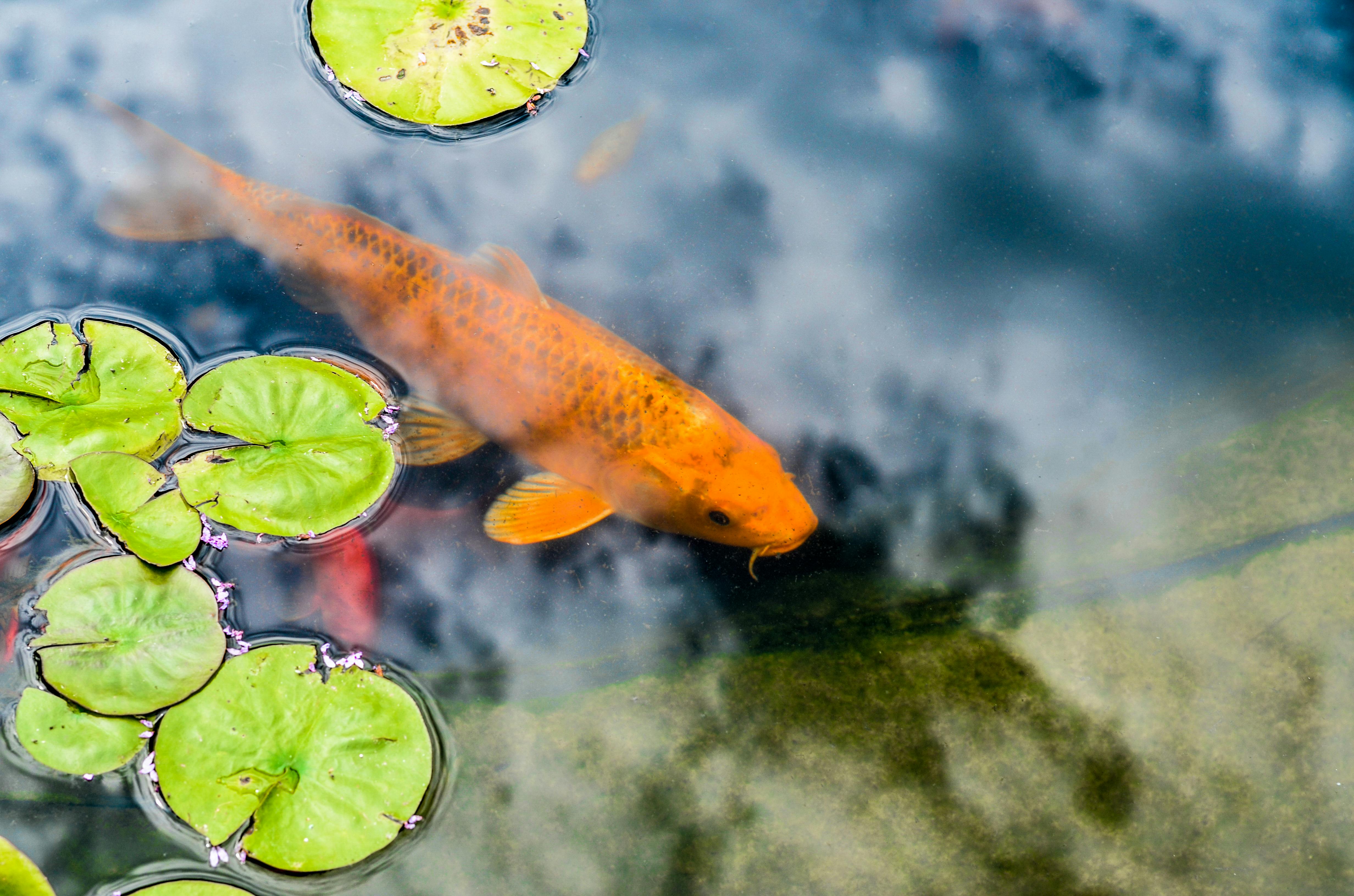 kualitas air kolam ikan