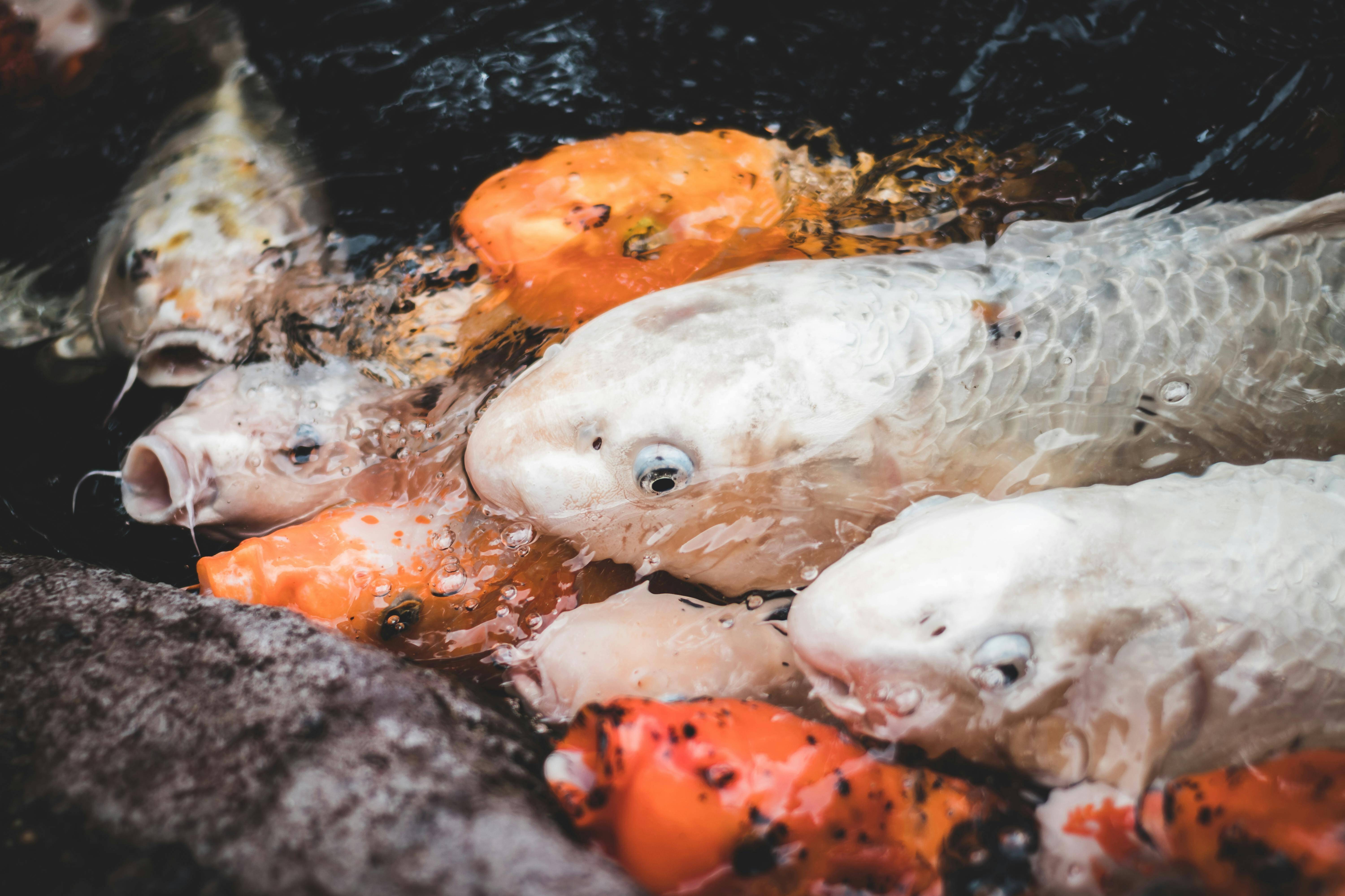 suhu air kolam ikan koi