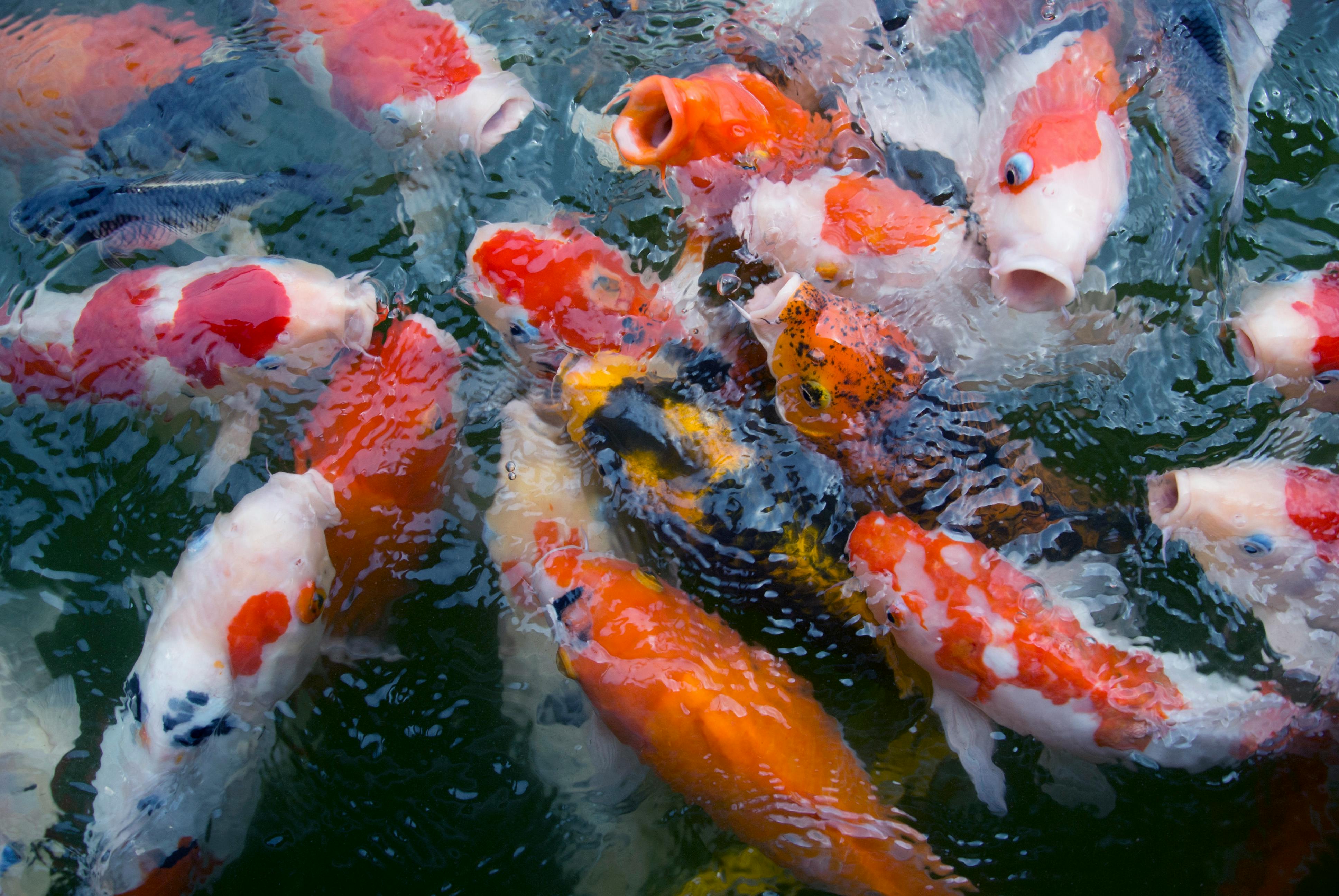 kolam koi